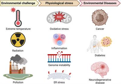 A perspective on the role of physiological stresses in cancer, diabetes and cognitive disease as environmental diseases